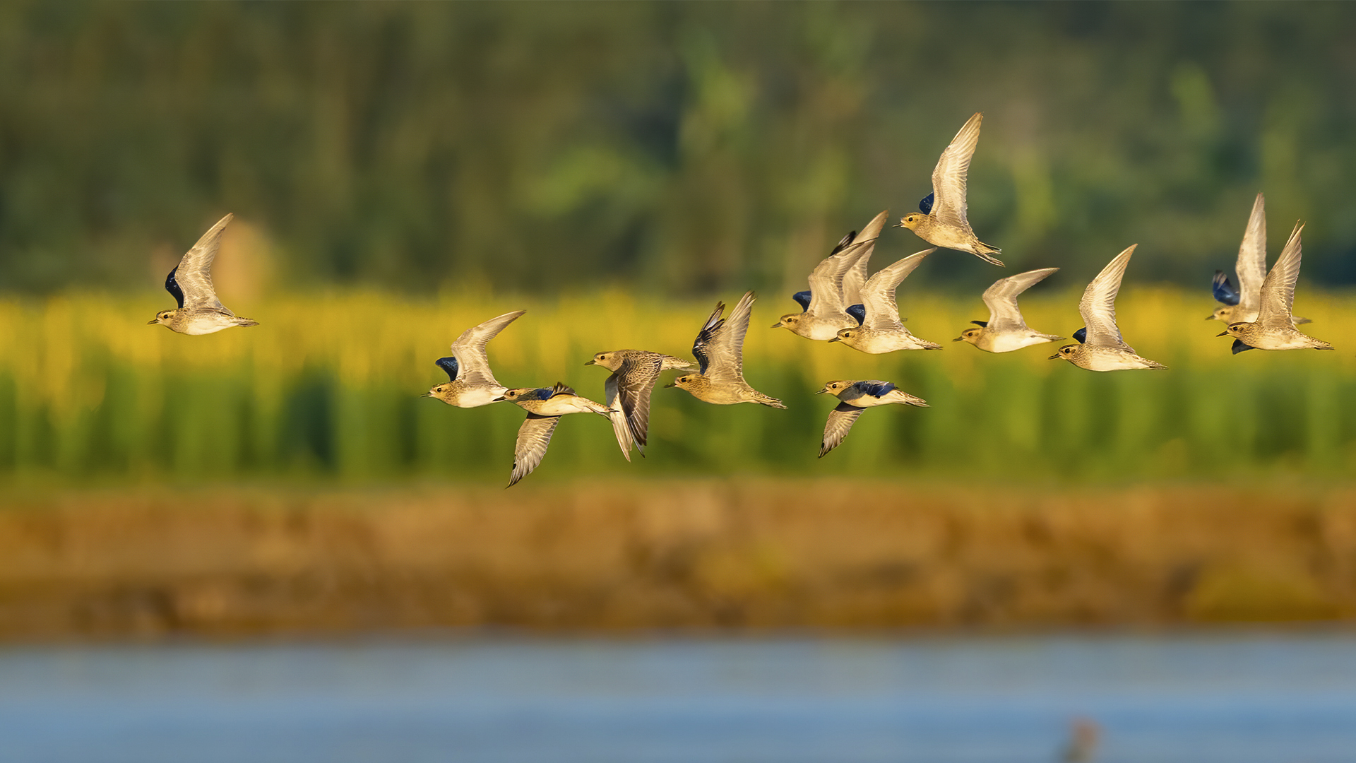 Witness the magic of migration Pacific Golden Plovers at Brahmaputra River bank, Darrang, Assam © WWW.NEJIBAHMED.COM .jpg